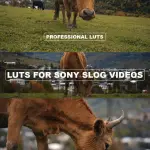 Pocket 4K/6K LUTs (4 Sets) + Sony S-Log3 Complete Pack | BRAW Film/Gen5 & S-Gamut3.Cine to Rec709 | Film Look LUTs