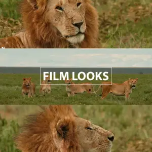 Canon C-Log 3 LUTs: Professional Color Grading Presets